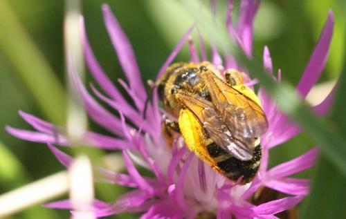 Réf. 287 557 : Halictus sp.